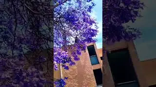 Neeli Gulmohur, Blue Jacaranda #shorts #youtubeshorts #viral