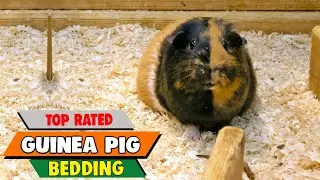 Cozy Comfort: The Ultimate Guide to the Best Guinea Pig Bedding for a Happy and Healthy Habitat