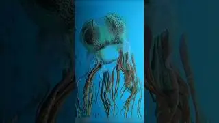 Редчайшая кубомедуза снята на камеру #амитеш #медузы