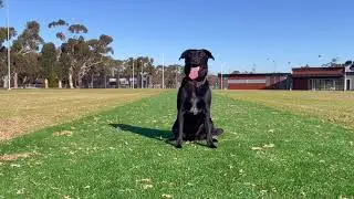 Zap The Wonder Dog - Drills & Tricks