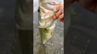 I want my Daddy!#fishing #shorts #shortsviral #viral #trending #fyp