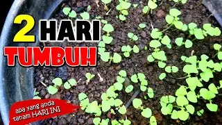 Menyemai/Menanam Biji Kemangi di Pot #GoGreen #171