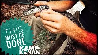 Removing Ticks from My Snake