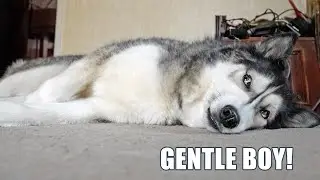 Husky Tries To Be Gentle With His Unexpected Guest!