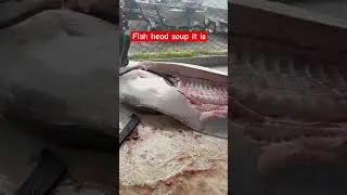 Halibut heads #viral #fishing
