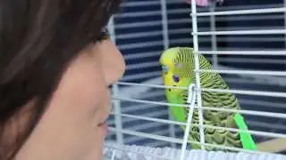 How To Teach Your Budgie To Talk!
