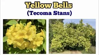 🔴YELLOW BELLS Flowering Tree (Tecoma Stans) ~ IN FULL BLOOM