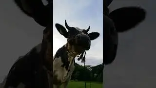 Cow Videos for Funny | Funny Cow Videos | Cutes Cows Video | Rapid Kids TV
