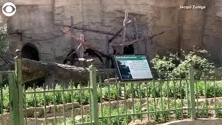WEB EXTRA Drive-thru at San Antonio Zoo