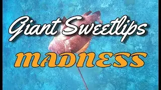 Spearfishing Giant Sweetlips out on the reefs (Palau Spearfishing)
