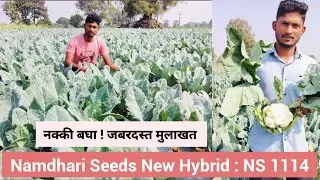 Namdhari New Hybrid NS 1114