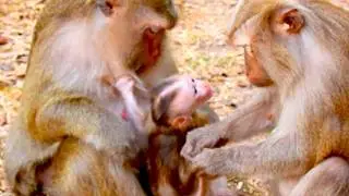 Unbelievable Sweet Baby Monkey, Boris interacts with Grandma Teresa gently