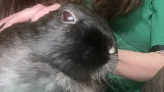 🐰Smoochy Boi, Snuggly Boi