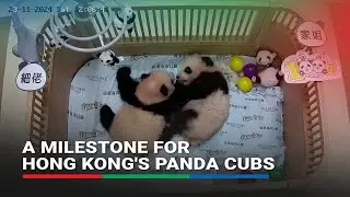 Hong Kong's twin panda cubs turn 100 days old