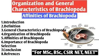 Organization and General Characteristics of Brachiopoda | Affinities of Brachiopoda