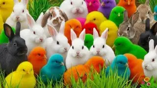 Ayam Lucu & Ayam Rainbow 😍 Tangkap Hewan Gemes di Rumah