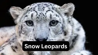 Unveiling 10 Amazing Snow Leopard Facts