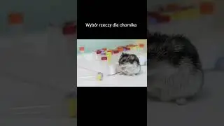 Wyb&oacute;r rzeczy dla chomika aby było żyło bardzo dobrze:)