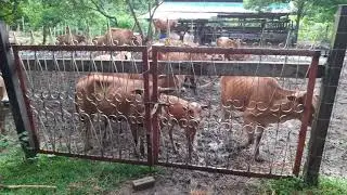 Menternak lembu didalam ladang kelapa sawit