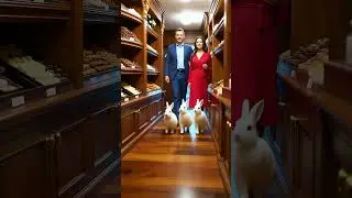 🐇✈️ Cute White Rabbit Family's Dreamy Switzerland Trip#aishorts#rabbitlovers#cuterabbit