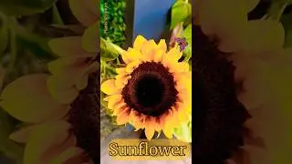 Sunflower|Sunflower Flower | Sunflower Plant | Sunflower Bloom | Yellow Sunflower | Sunflower Short