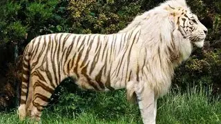 10 Rarest Cross Breed Animals In The World