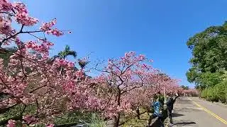 台灣之美新北花園新城櫻花盛開#櫻花