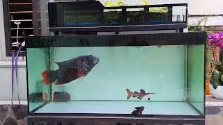 red tail giant gourami 4 years old