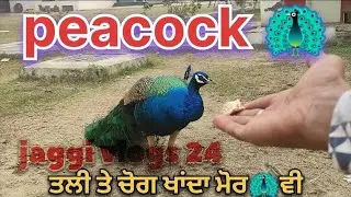 Fancy Feast: Peacock Dines Al Fresco