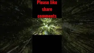 #forest #forestvlog #shorts #shortvideo #short #shortsvideo #viralshorts #trending #youtubeshorts