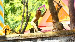 Wow...baby monkey SARO always show strong action when he plays with his friends.