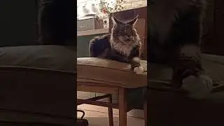 ..🔥То и Излучаете🐯❤️#подпишись #cats #cat #catvideos #catshorts #catvideo #catlife #catholic #shorts