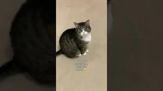 POV you find your cats lounging #catvideos #cat #catlover #pets #catmom #catshorts