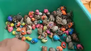 Catch puffer fish and hermit crabs, snails, slugs, crabs, nemo fish, sea fish, sea urchins, lobsters