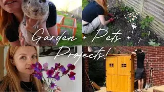 🌱Planting Flowers, Building a Shed & Meet My Guinea Pigs!   Gardening Vlog