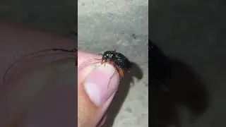 besouro tigre/Tiger beetle (Tetracha brasiliensis)#insects #besouro