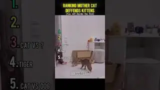 Ranking mother cat defends kittens moments