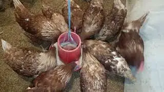Lohman Brown 13 Number National Feed Egg Laying Feed