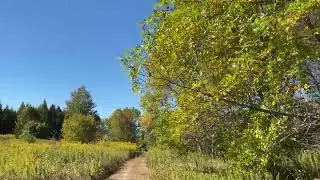 Nature Sounds Like Ocean, River, Stream, Rustling Leaves & Birdsong Offer Benefits for Human Health