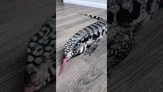argentine b&w tegu exploring the house