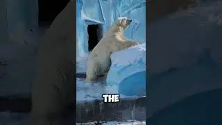 Most FEARLESS Animals in the World