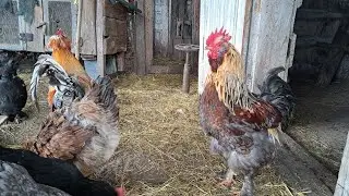 A day in the life of a poultry farm.  Winter 2026