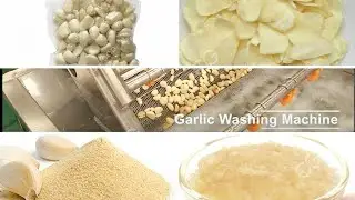 Garlic Washing Machine|Garlic Peeling Packing Machine|Garlic Processing Machinery
