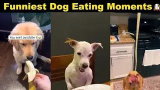 FUNNIEST Animals Eating 😲 😂 | Best Pets Compilation