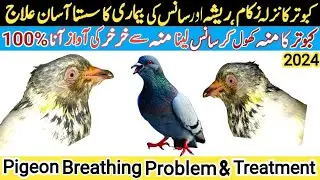 How to cure Breathing Problem in pigeon | kabotar mu khol k sans le us k ilaj,sans ki bimari k ilaj