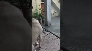 gudu watching rain#doginrain#dogenjoyrain