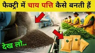 फैक्ट्री में चाय पत्ती कैसे बनती है ? | Chai Patti Kaise Banti Hai | How Tea Leaves Are Made