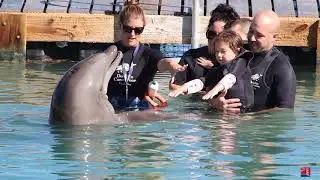 Dolphin Connecton