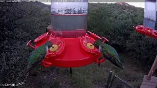 High Hummingbird Activity In The Davis Mountains &ndash;&nbsp;Nov. 1, 2019