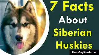 7 Facts About Siberian Huskies: Uncover the Fascinating History of These Amazing Dogs